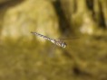 /album/my-local-birding-gallery/migrant-hawker-in-flight-jpg/